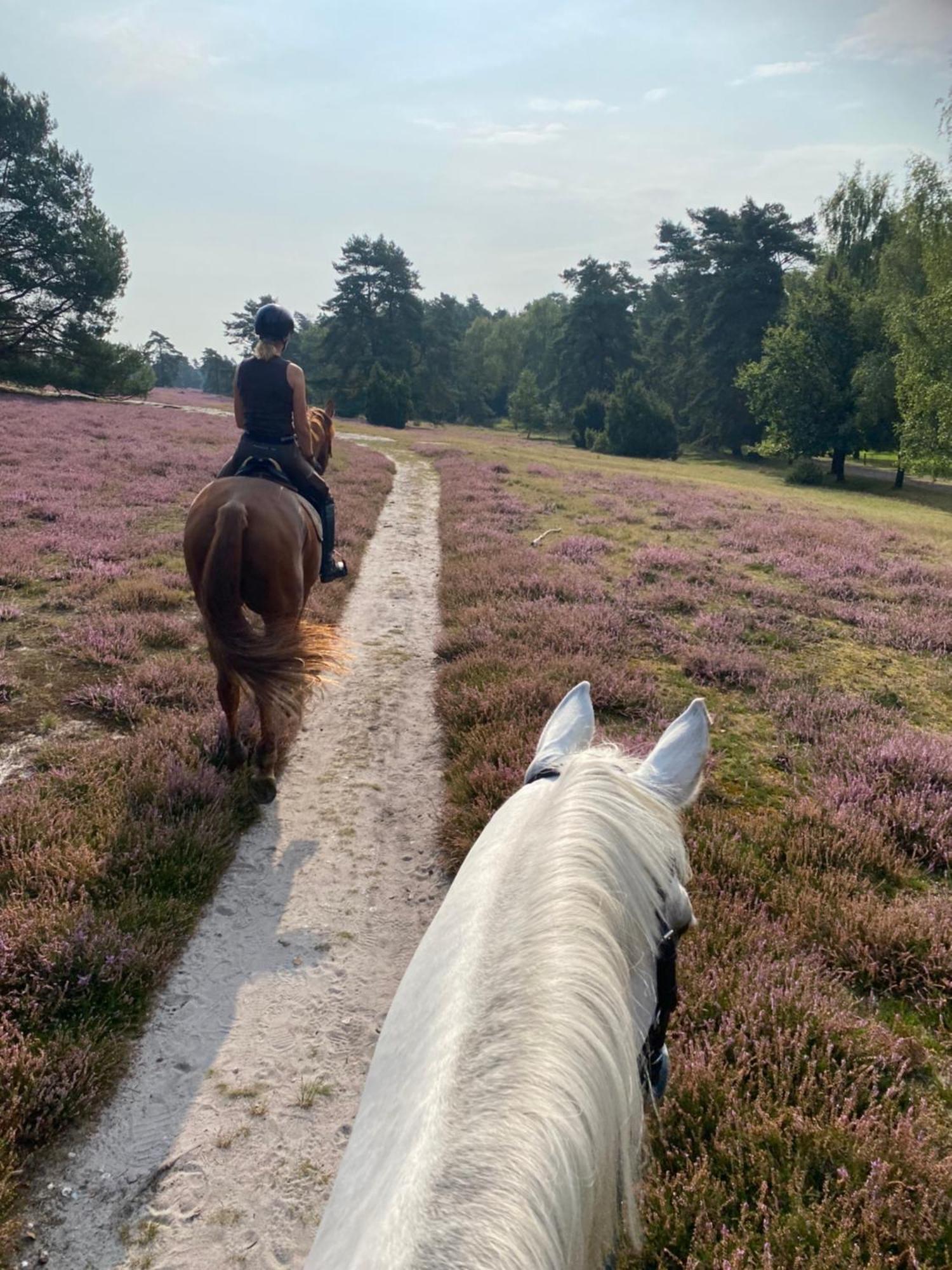 Heidegut Eschede Reitsportanlage und Feriendorf Exterior foto