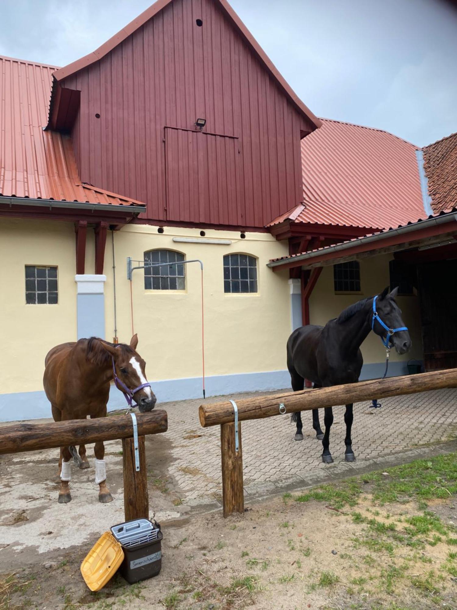 Heidegut Eschede Reitsportanlage und Feriendorf Exterior foto