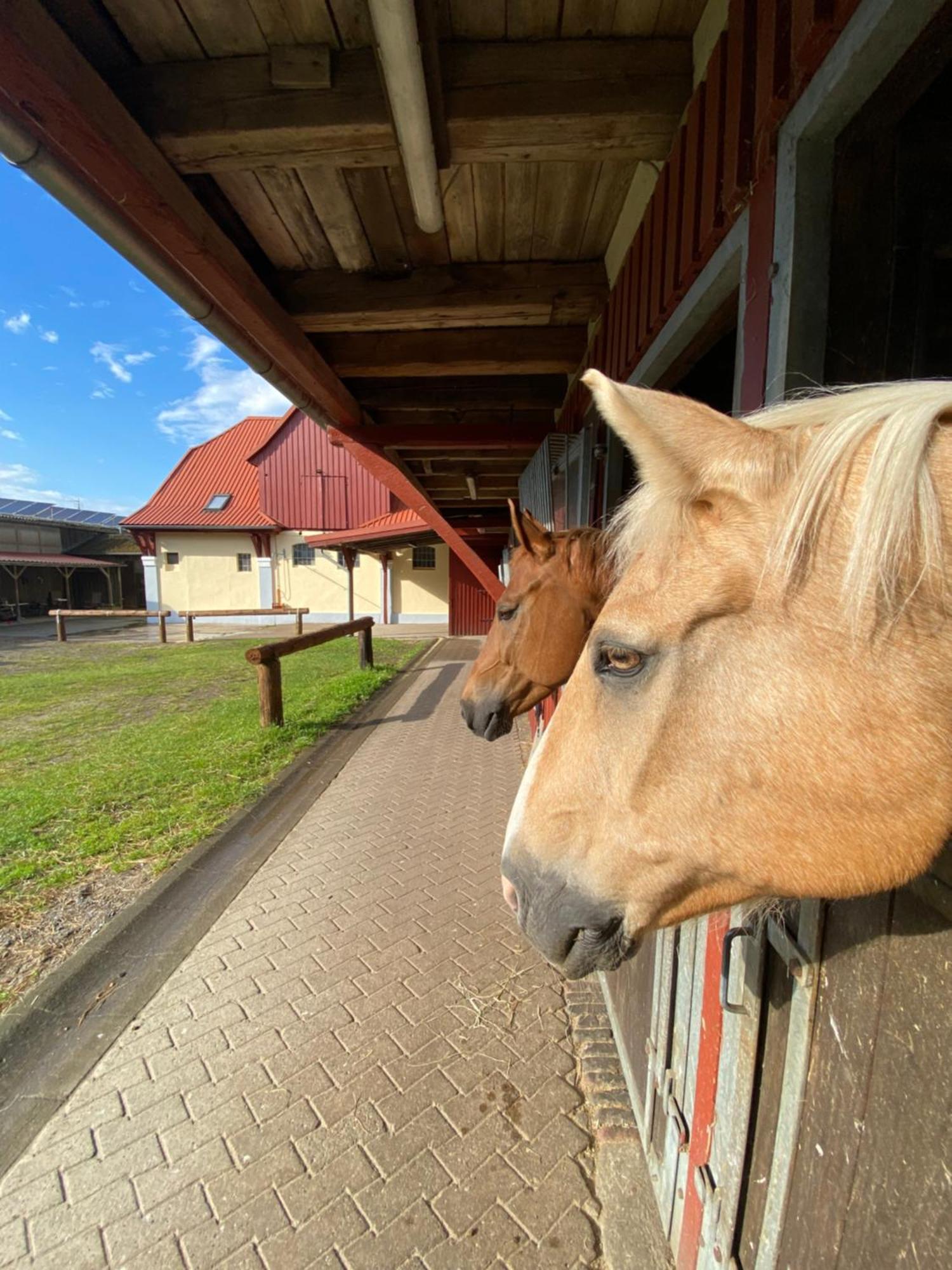 Heidegut Eschede Reitsportanlage und Feriendorf Exterior foto