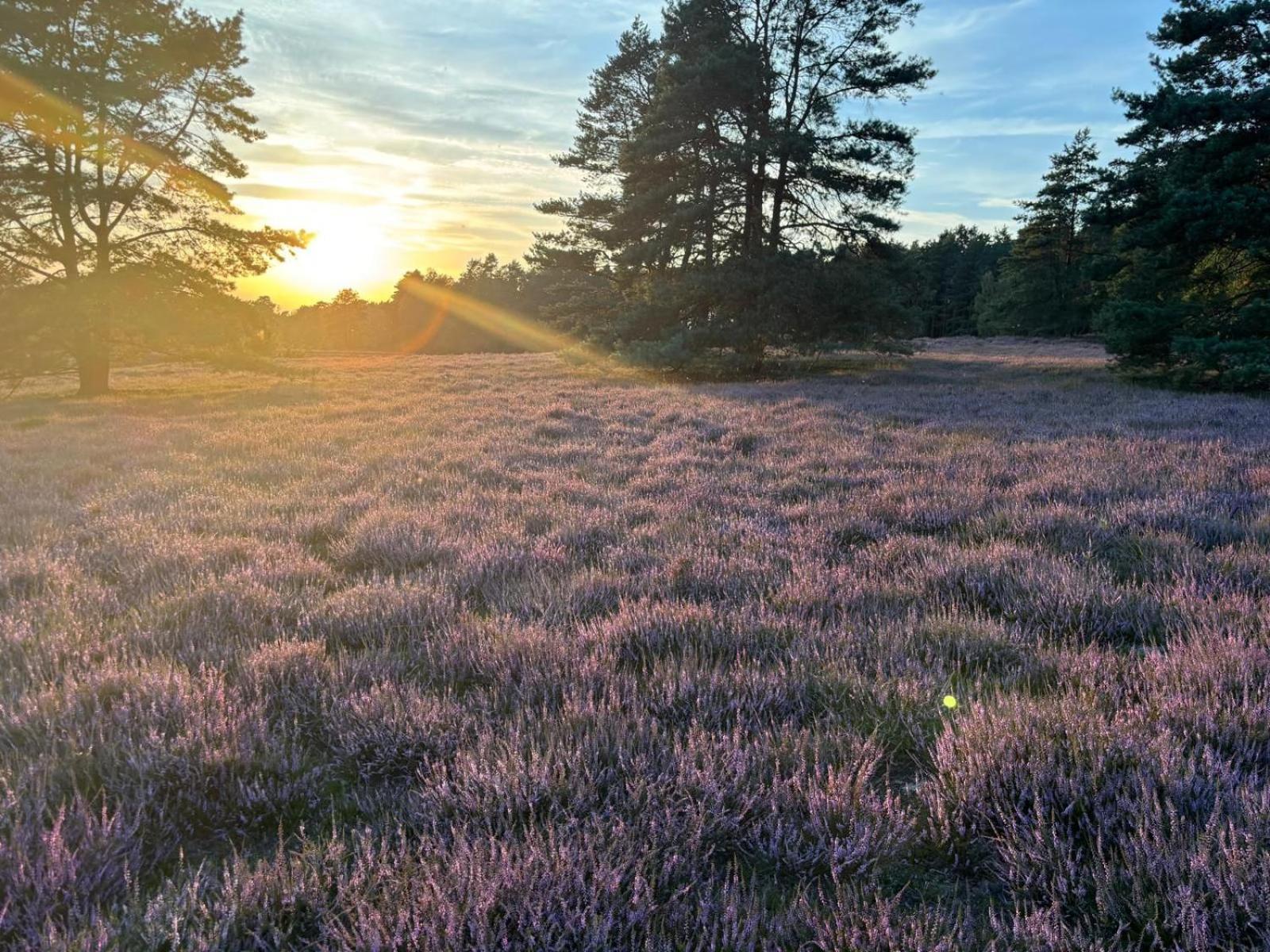Heidegut Eschede Reitsportanlage und Feriendorf Exterior foto